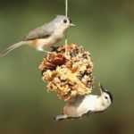 Fabricar bolas de semillas para las aves con una piña de pino