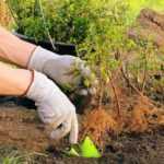 Plantar boj a raíz desnuda