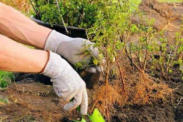 Plantar bojes a raíces desnudas