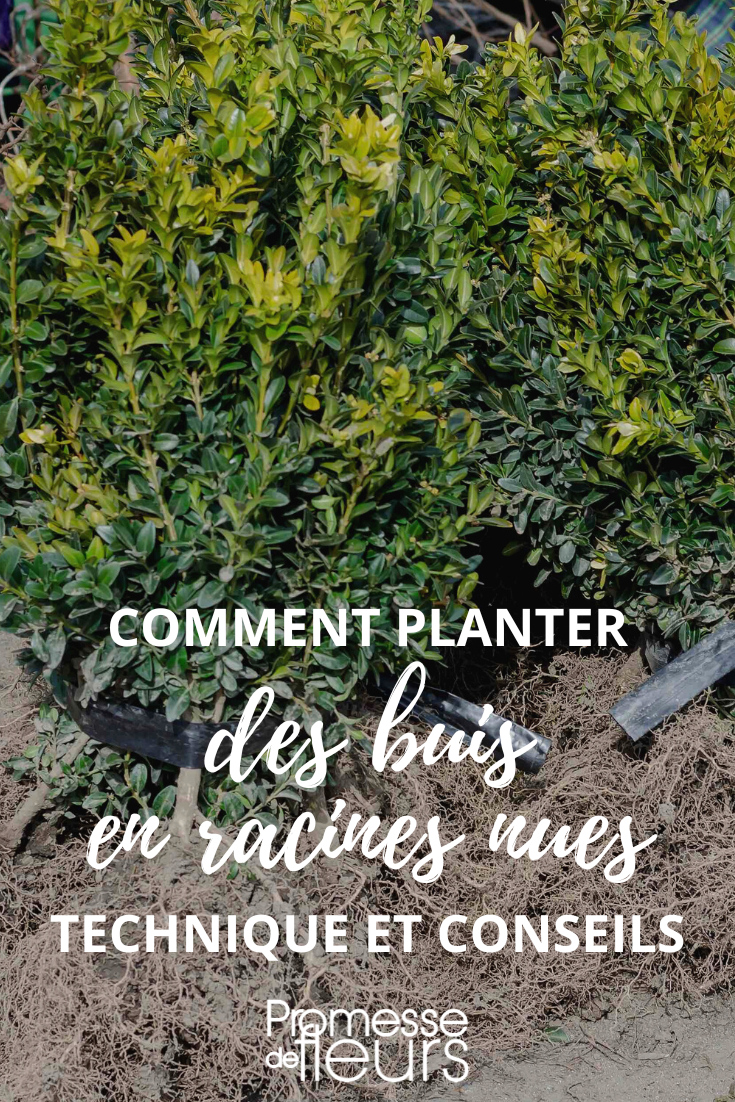 Plantación de boj Buxus a raíz desnuda