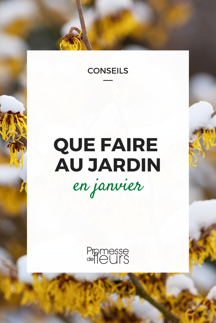 Trabajos de jardinería del mes de enero