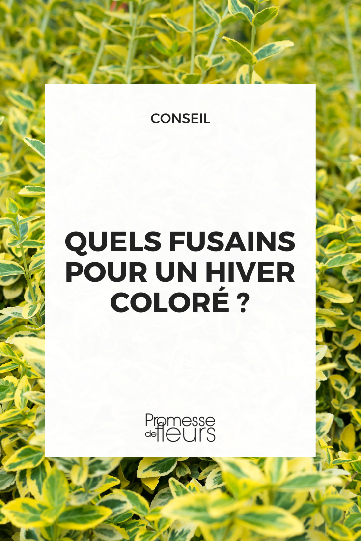 Fusain Euonymus japonicus 'Aureus'  

Traduction:  
Evónimo Euonymus japonicus 'Aureus'  

(Nota: Se mantiene el nombre científico en latín por convención botánica, solo se traduce el nombre común "Fusain" al español como "Evónimo", que es el término más utilizado para este género de plantas en español. El cultivar 'Aureus' se conserva igual por ser una denominación internacional).