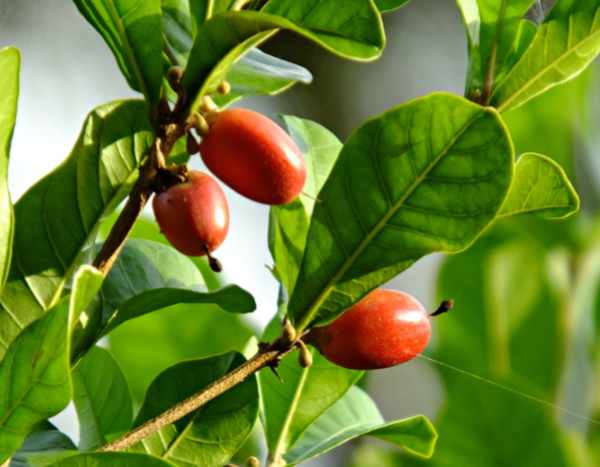 Le Synsepalum dulcificum o « fruto milagro »: ¡bayas rojas sorprendentes!