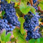 Poda de la vid: un gesto esencial para tener uvas abundantes