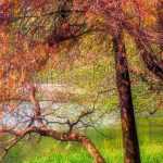 Taxodium: plantación, cultivo y cuidados