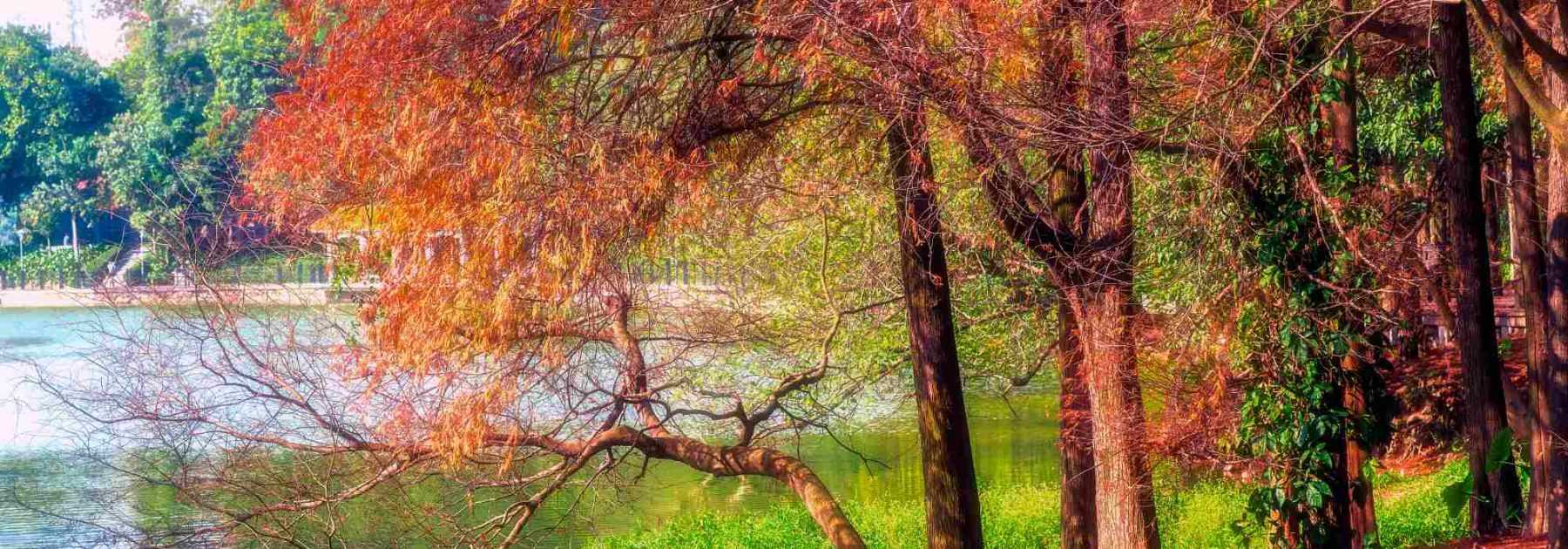 Taxodium: plantación, cultivo y cuidados