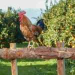 ¿Qué cítrico plantar según tu región?