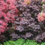 Asociar el Cotinus