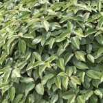 Asociar el Elaeagnus