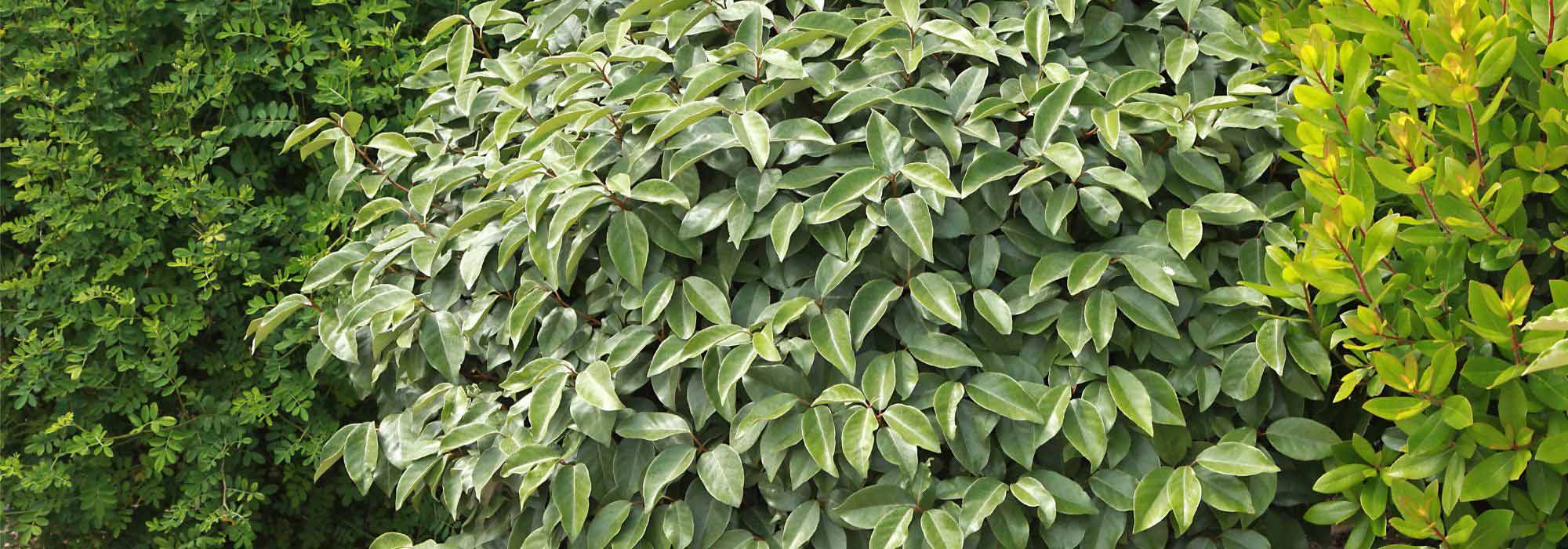 Asociar el Elaeagnus