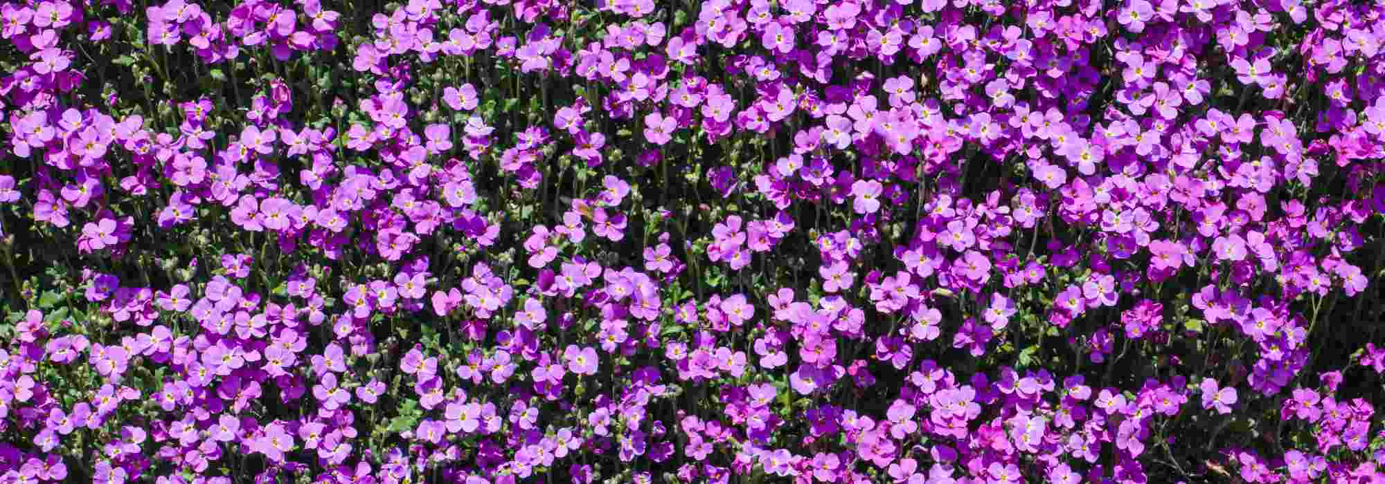 Aubrieta: las 7 variedades más bonitas