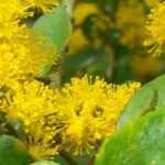 Cultivar Azara en maceta