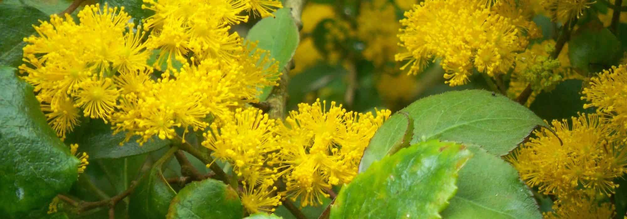 Cultivar Azara en maceta