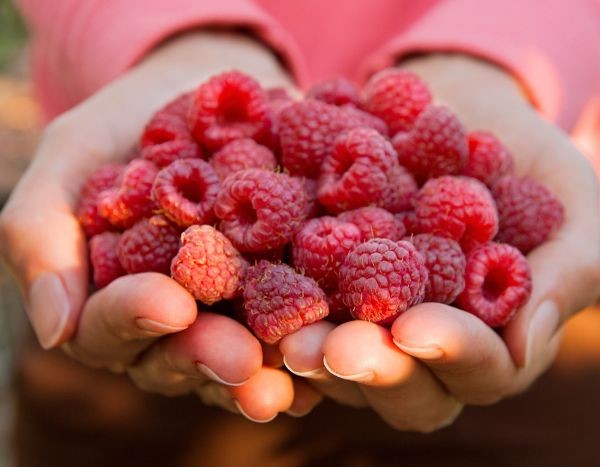 20 Común frambuesa en la prueba: ¡nuestro top 5!