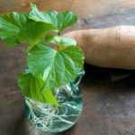 ¿Cómo hacer germinar y esquejar las batatas?
