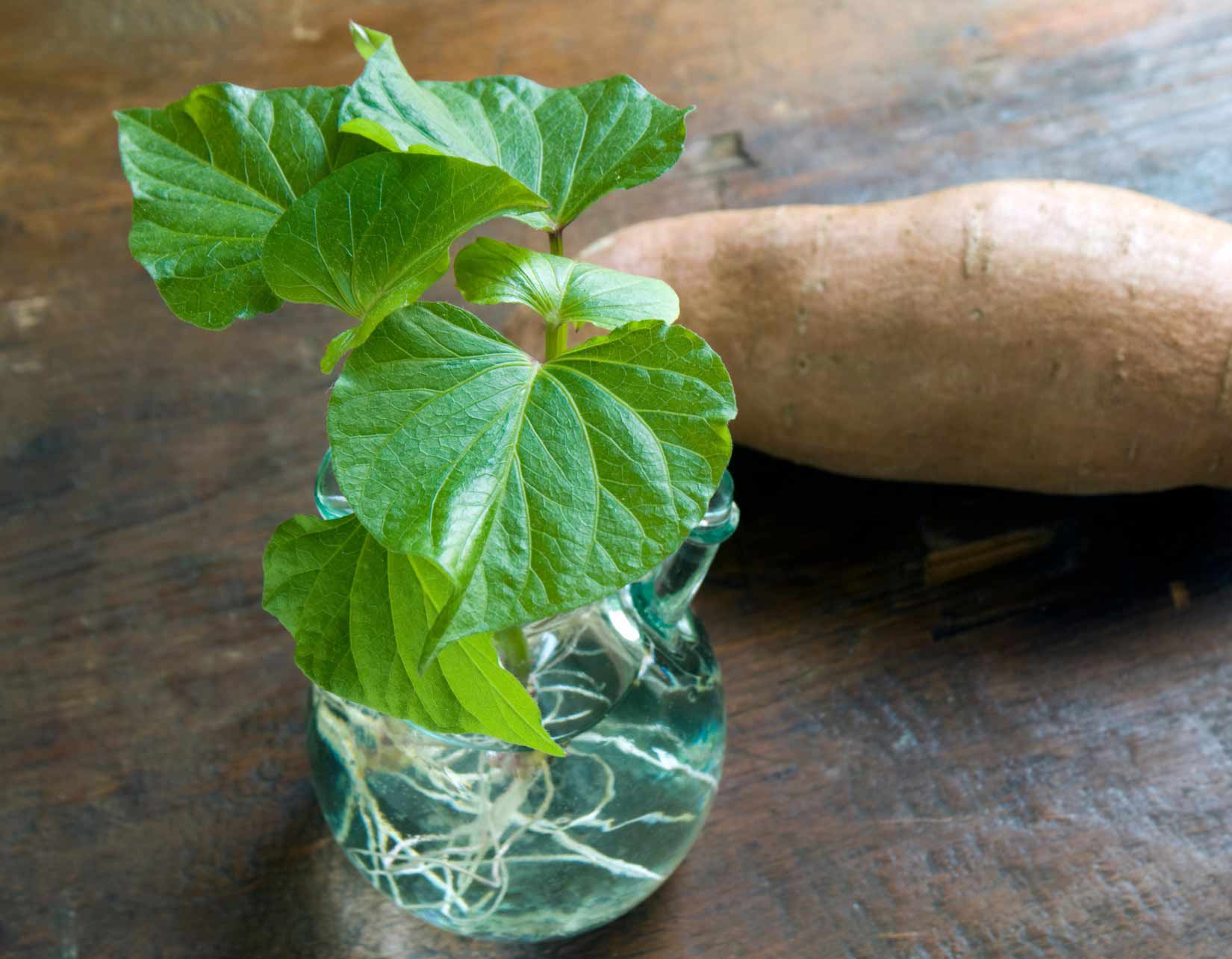 ¿Cómo hacer germinar y hacer esquejes de las patatas dulces?