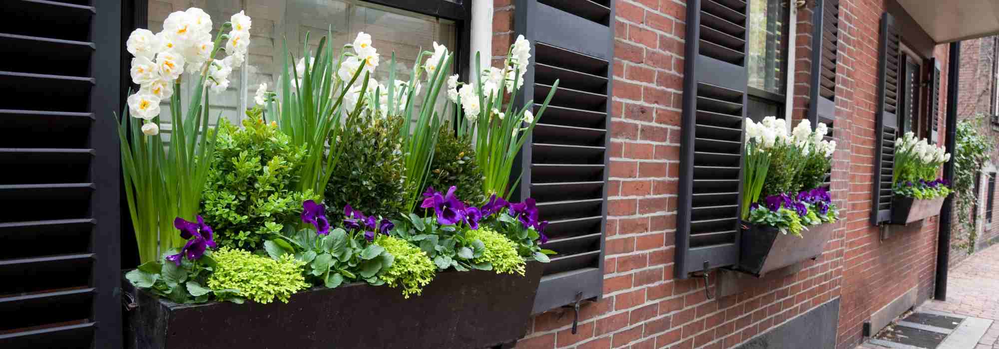 Los mejores bulbos para plantar en maceta