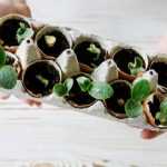 ¿Cómo hacer sus semis en cáscaras de huevo?