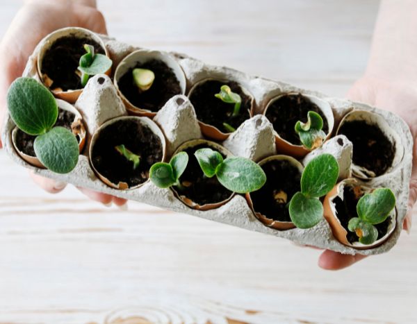 ¿Cómo hacer sus semis en cáscaras de huevo?