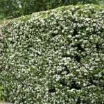 ¿Cómo podar un espino?