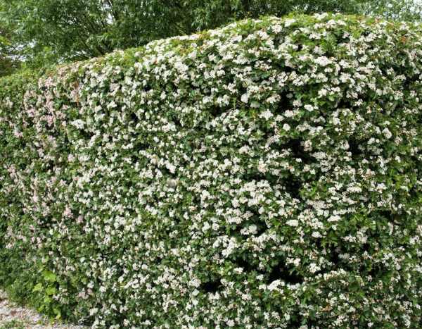 ¿Cómo podar un espino?