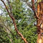 Un bonito jardín incluso en invierno