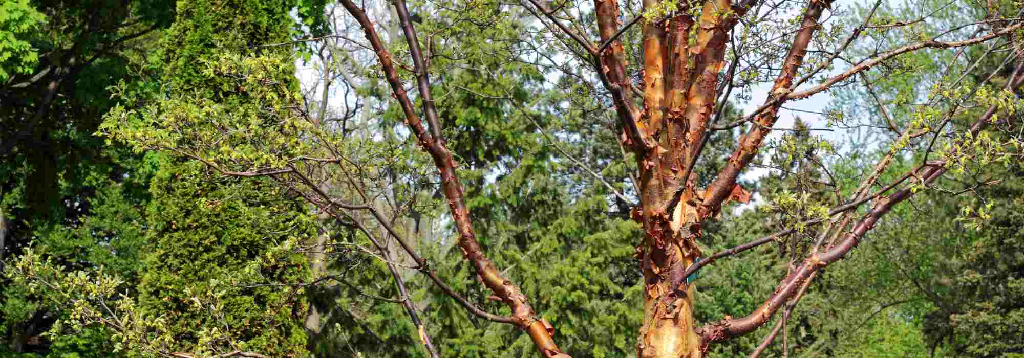 Un bonito jardín incluso en invierno