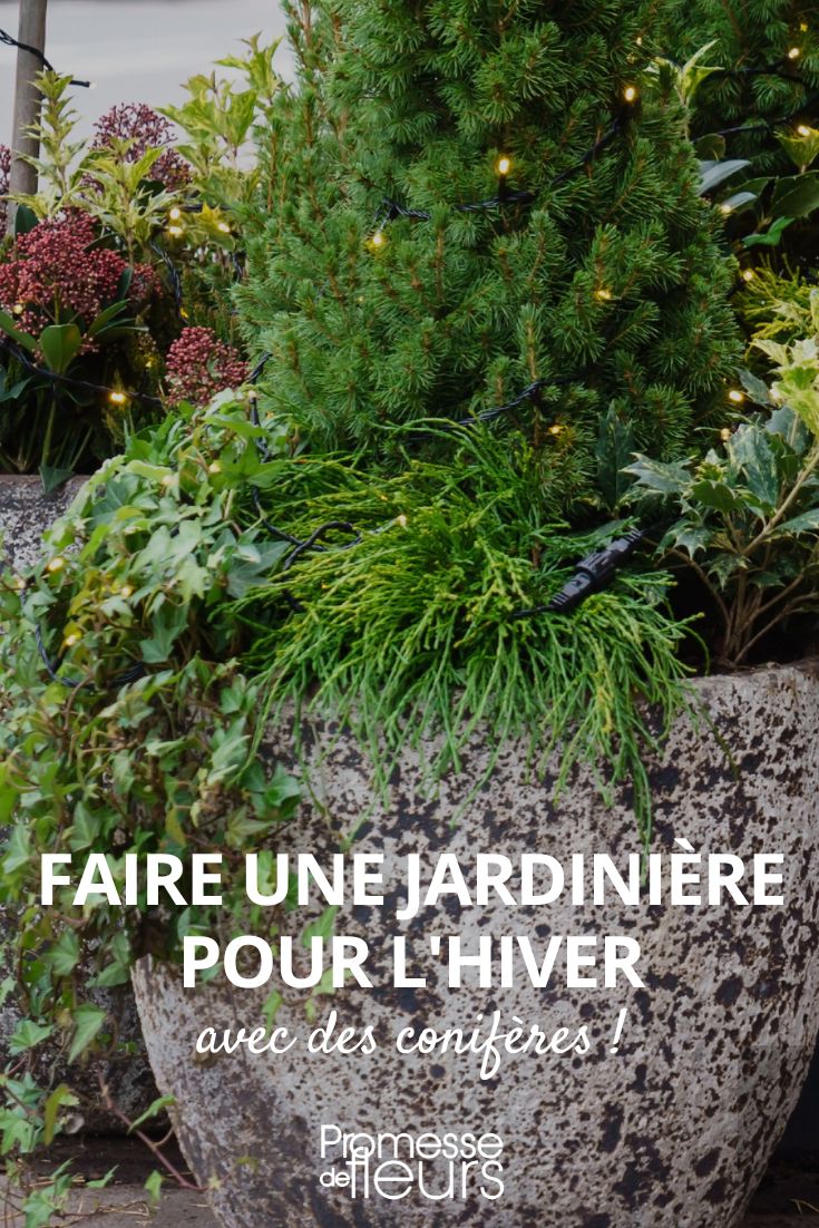 <h1>Crear un arreglo floral de invierno con coníferas</h1>

<p>El invierno es una época perfecta para decorar tu jardín o balcón con macetas llenas de coníferas. Estas plantas perennes aportan color y textura incluso en los meses más fríos. Aquí te explicamos cómo crear una bonita jardinera invernal con coníferas.</p>

<h2>Materiales necesarios</h2>

<ul>
<li>Una jardinera grande con agujeros de drenaje</li>
<li>Sustrato para plantas de exterior</li>
<li>Variedad de coníferas enanas (pinos, abetos, cipreses, etc.)</li>
<li>Musgo o corteza para decorar la superficie</li>
<li>Guantes de jardinería</li>
</ul>

<h2>Pasos para crear tu arreglo</h2>

<ol>
<li>Llena la jardinera con sustrato hasta 3/4 de su capacidad</li>
<li>Coloca las coníferas distribuyéndolas armónicamente</li>
<li>Añade más sustrato alrededor de las plantas y presiona ligeramente</li>
<li>Decora la superficie con musgo o corteza</li>
<li>Riega moderadamente</li>
</ol>

<h2>Consejos de mantenimiento</h2>

<p>Aunque las coníferas son resistentes al frío, es importante:</p>

<ul>
<li>Protegerlas de vientos fuertes</li>
<li>Regar cuando el sustrato esté seco</li>
<li>Podar ligeramente en primavera para mantener la forma</li>
</ul>

<p>Con estos sencillos pasos, disfrutarás de un toque verde y natural en tu exterior durante todo el invierno.</p>