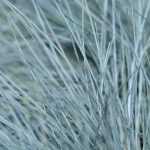 8 Festucas cubresuelos o para Bordes de jardín