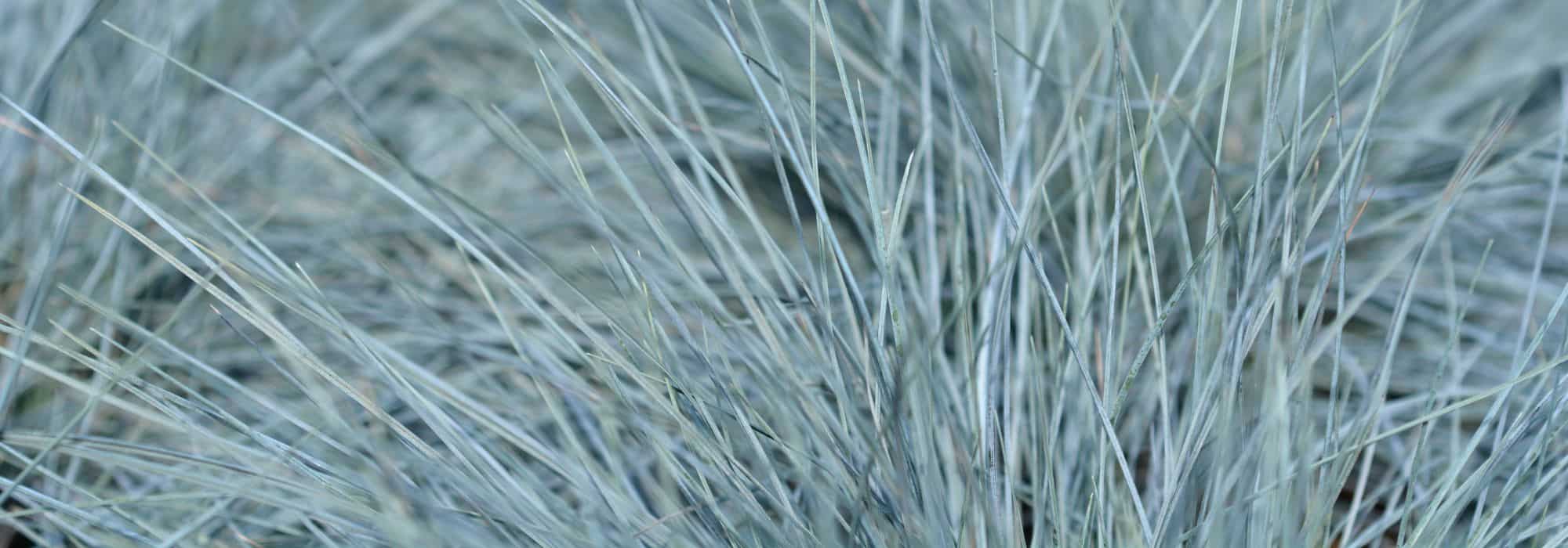 8 Festucas cubresuelos o para Bordes de jardín