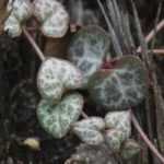 Plantas de gran corazón: nuestra selección especial para San Valentín