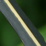 Elegir un Pseudopanax