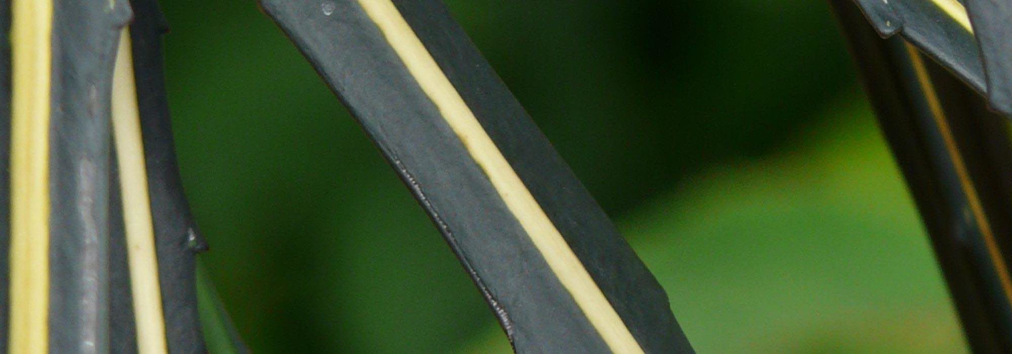 Elegir un Pseudopanax