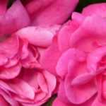 ¿Qué rosas para un talud?