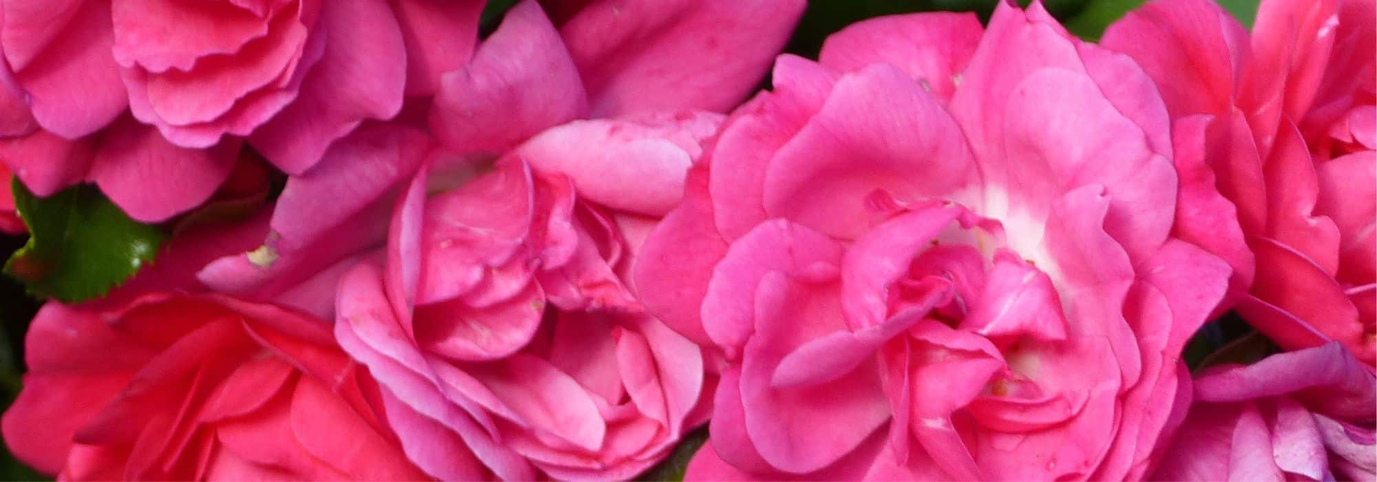 ¿Qué rosas para un talud?