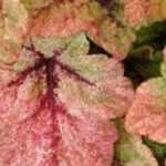 Plantas tapizantes vivácea con follaje perenne y decorativo