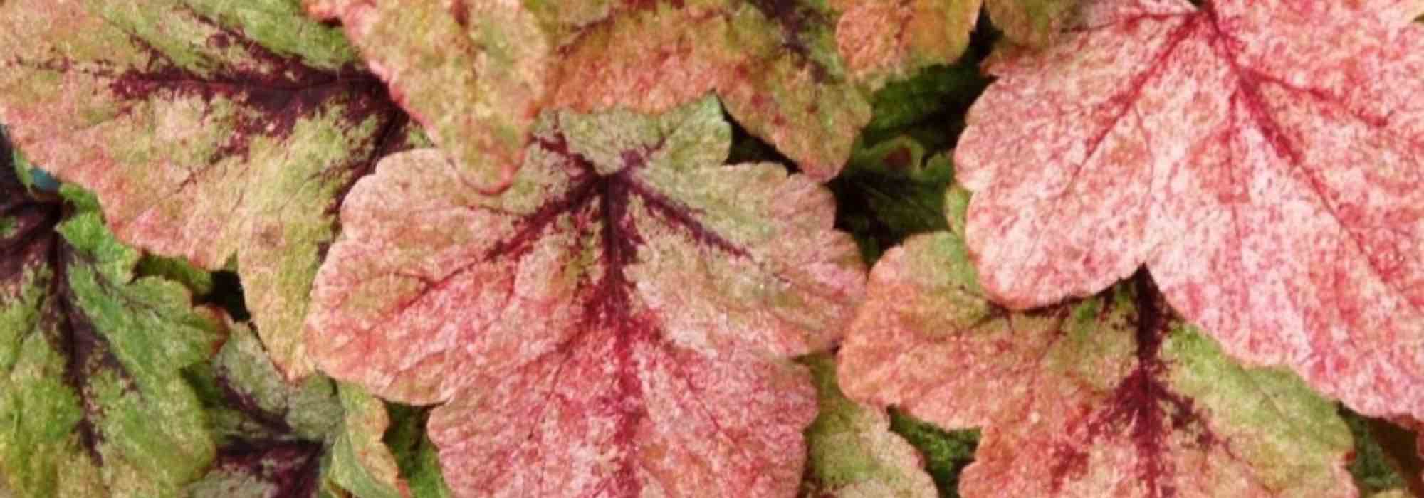 Plantas tapizantes vivácea con follaje perenne y decorativo