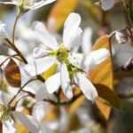 Elegir un amelanchier