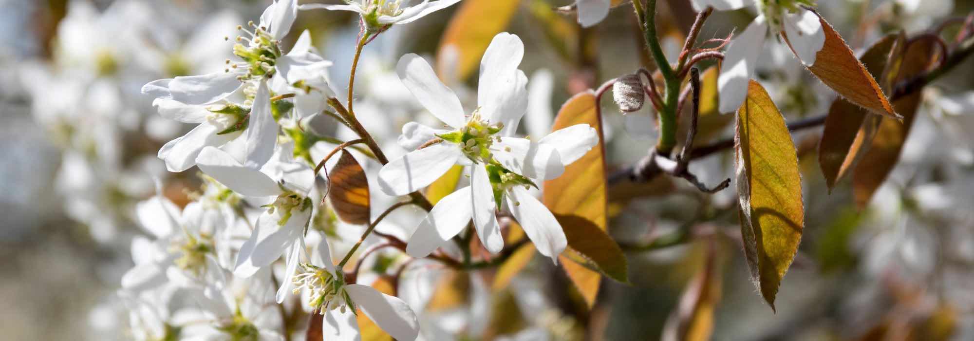 Elegir un amelanchier