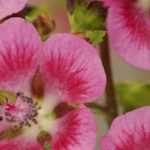 Cultivar la Isodontea en maceta