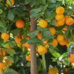 ¿Cómo cultivar el calamondín?