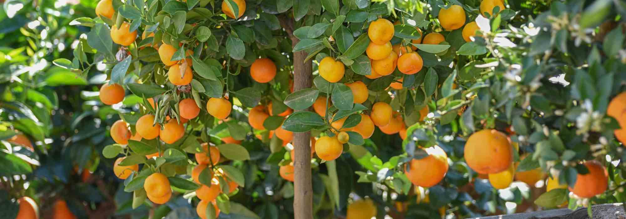 ¿Cómo cultivar el calamondín?