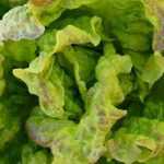 Las ensaladas fáciles de cultivar para principiantes