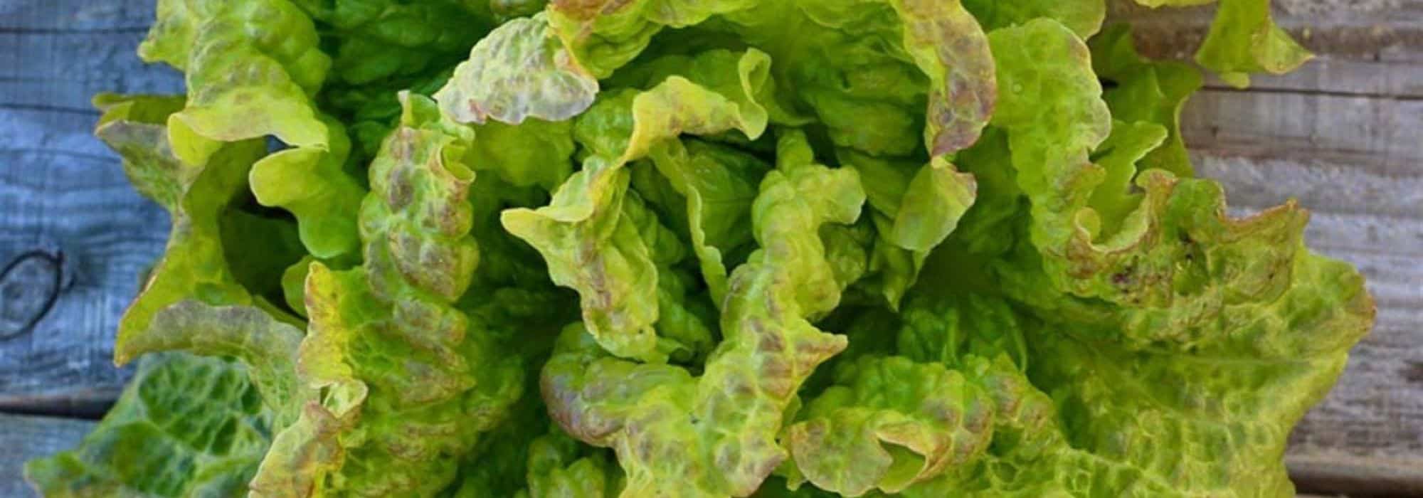 Las ensaladas fáciles de cultivar para principiantes