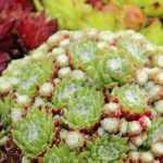 Cómo crear una bonita composición de plantas crasas?