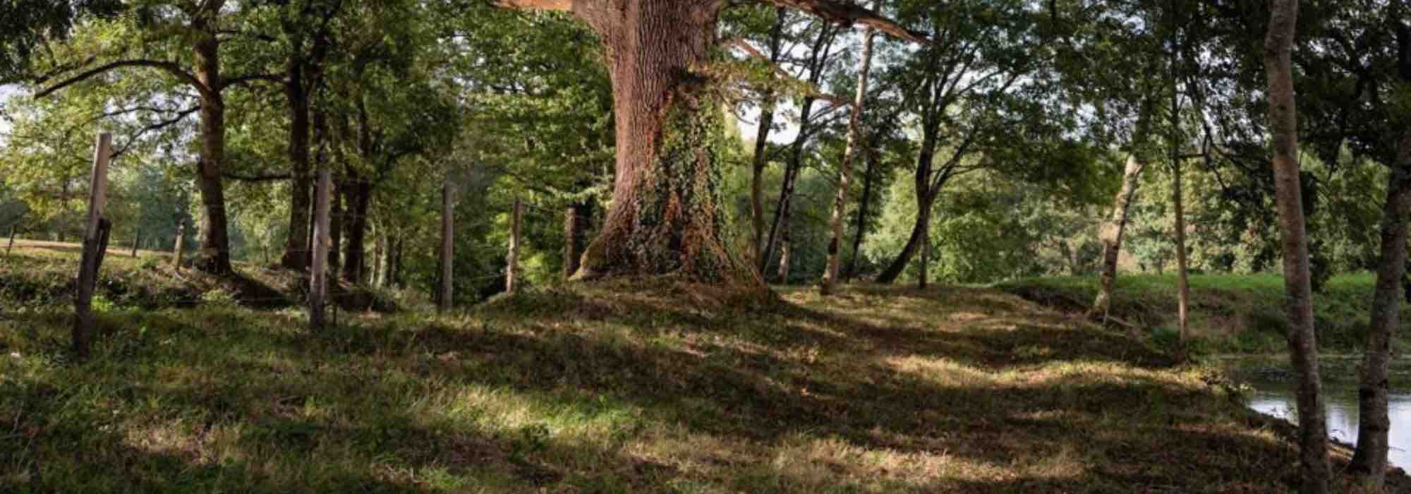 Las vivaces que soportan la Competencia radicular