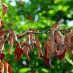 Enfermedades y parásitos del arándano enano