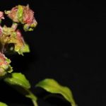 Enfermedades y parásitos de las fucsias