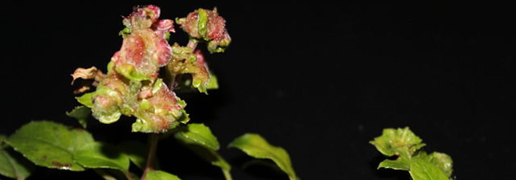 Enfermedades y parásitos de las fucsias