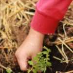 Los diferentes acolchados orgánicos